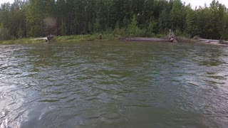 Grizzly Bear Encounter on SUP