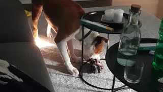 Dog is Careful Going Around Glassware