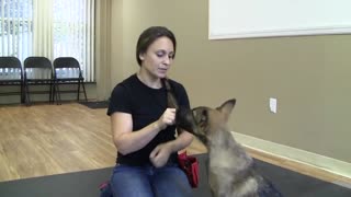 How I train a dog like a profesional