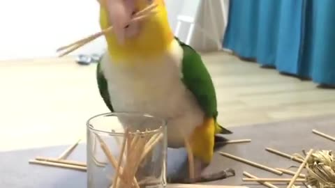 Parrot loves to mess up around