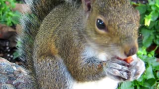 Squirrel eating nuts Closeup