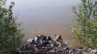 the dog brings a stick