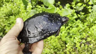 “Clemmys guttata” North American Spotted Turtle
