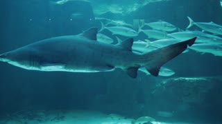 Sharks Swimming With School Of Fish Underwater