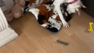 Puppy vs dental stick past 2