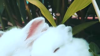 Lovely Rabbits!
