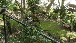 Kookaburras Struggle Over Snake Snack