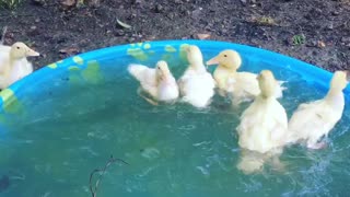 Cute Little Ducks Take a Swim in a Pool
