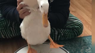 Drumming Duck Drops Beat with a Snare