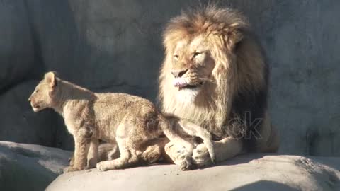 the king lion and little