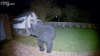 This bear caught on ring camera