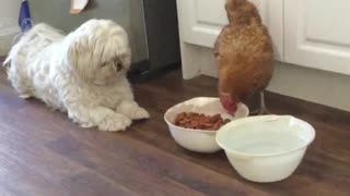 Dog Miffed at Chicken Eating His Dinner