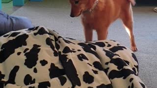 Puppy discovers bean bag, delivers epic reaction