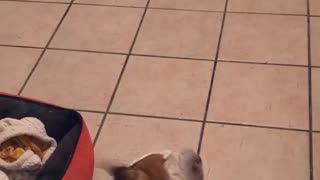 Bulldog sings to song