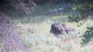 Hungry Bear Moves Huge Bison