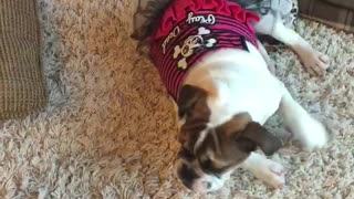 Cute Playful English Bulldog Puppy