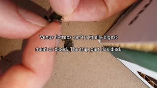 Venus Flytrap CRUSHES Ticks - and mummifies them