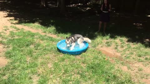 Husky goes crazy in baby pool