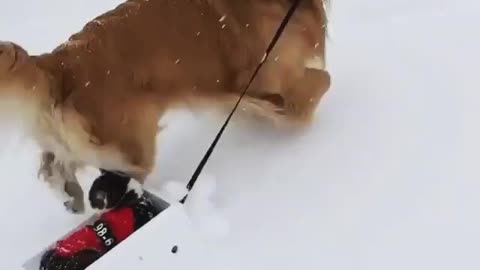 Cute dog help his owner