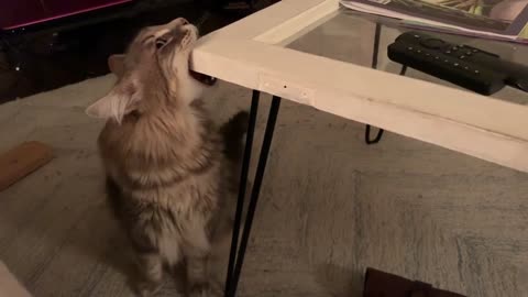 Cat with the munchies tries to eat coffee table