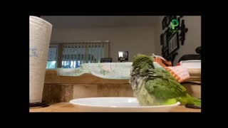 Amazing Parrot Video Funny Noughty And Entertaining