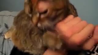Cat Makes Crazy Noise When Petted - FUNNY