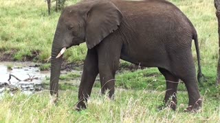 The sad elephant