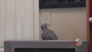 Resourceful parrot knows how to turn on the lights