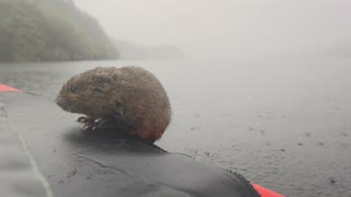 Rare Water Vole Jumps into Kayak for a Rest