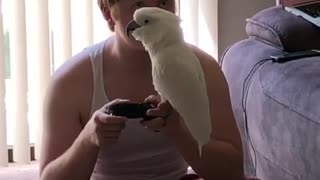 Cockatoo humorously sings along with owner