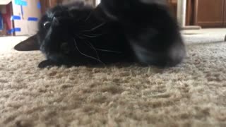 Black Cat Lazy Playtime