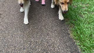 Fearless Toddler walking her Golden Retrievers