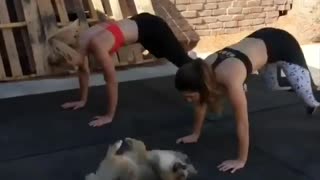 would you work out every day if you have this puppy?