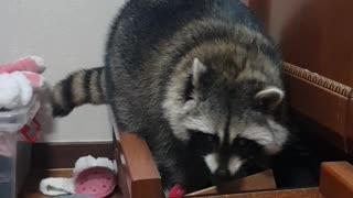 Sneaky raccoon decides to go through all of the dresser drawers