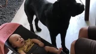 Protective dog defends baby from tickles