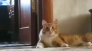 CAT GOT SCARED Funniest Short Video