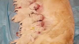 Divine! Mother dog feeds her puppies