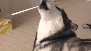 Just watch this husky's reaction to a howling husky
