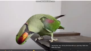 Parrot talking Parrot Best Talking parrot video