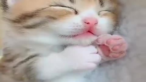 funny and sweet, cute kittens