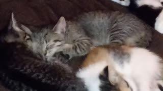 4 kittens 1 cat