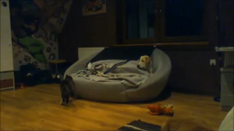 Dog and cat adorably battle for spot on the couch