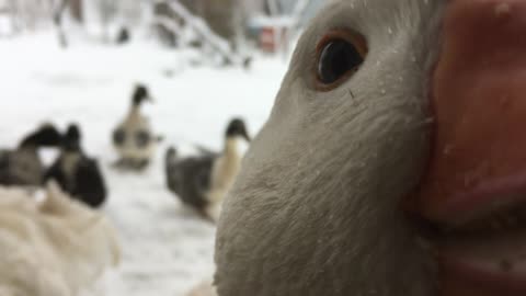 Silly Goose Bites Camera
