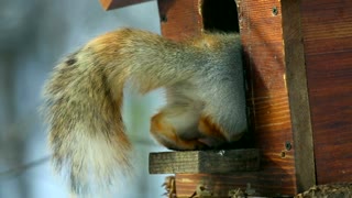 Playful squirrel eating