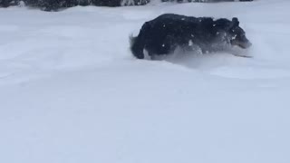 Jumping dog can't contain happiness for snow playtime