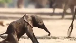 Newborn baby elephant