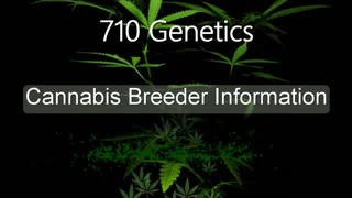 710 Genetics Auto Flower - Cannabis Strain Series - STRAIN TV