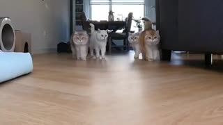 Riot cats guard the house like an army