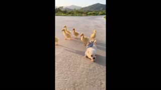 Puppy walking with ducklings