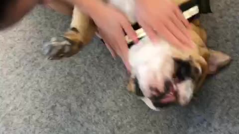 English bulldog loves his tummy rubs